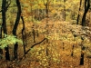 autumn-forest-percy-warner-park-nashville-tennessee