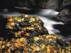 autumn-leaf-covered-rock-elk-river-oregon