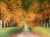autumn-road-cognac-region-france