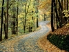 autumn-road-percy-warner-park-nashville-tennessee