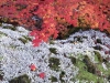 autumn-vine-maple-and-lichens