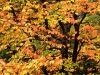 beech-tree-in-autumn-washington-park-portland-oregon